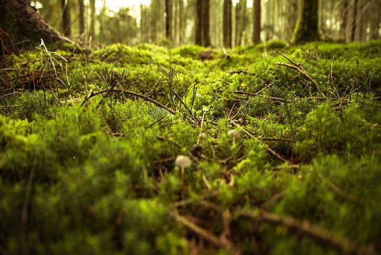 Image of green mossy forest, representing a soft experience for healthy feet and good footcare